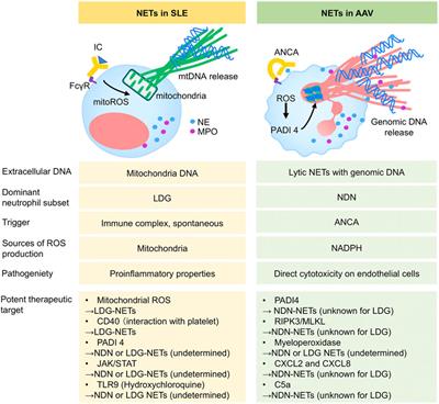 Novel Therapeutic Strategy Based on Neutrophil Subset and Its Function in Autoimmune Disease